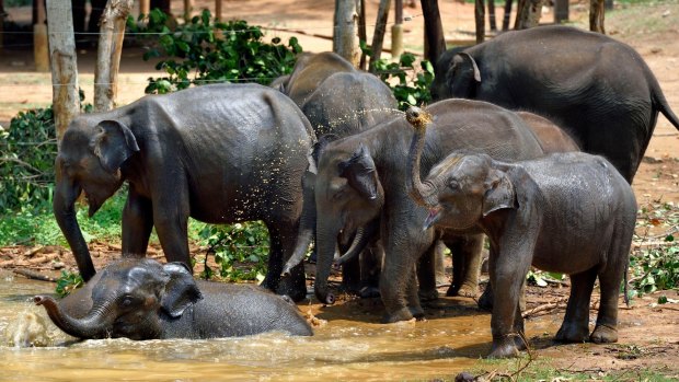 Bath time at Sri Lanka's Elephant Transit Home