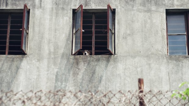 Concrete prison: Once the dogs can no longer entertain, their days are numbered.