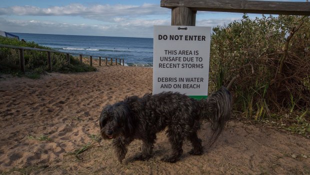 Collaroy Beach was kept closed and under guard after storm damage in June 2016.