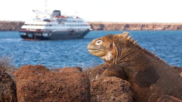 Close encounters with iguanas is part of the Silver Galapagos experience in the Galapagos Islands.