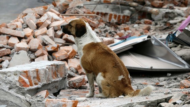 A dog sits on top of the rubble of a wall that collapsed during the massive earthquake, in Mexico City, on Friday.
