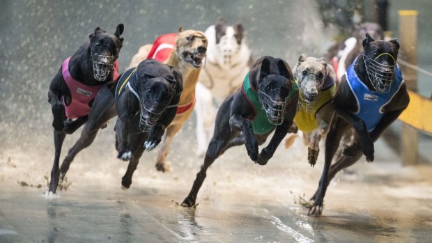 The NSW government launched a $1.6 million advertising blitz to back up its decision to ban greyhound racing.