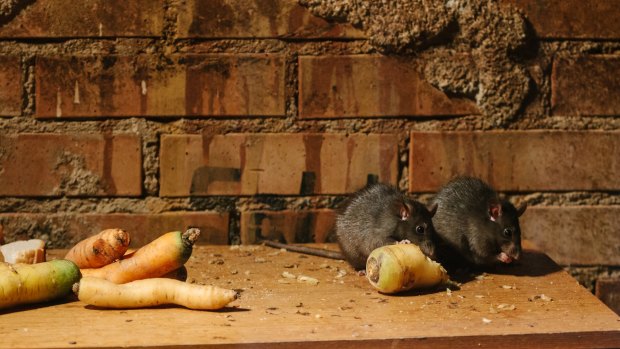 The final pandemic of the bubonic plague was spread by rats on ships.