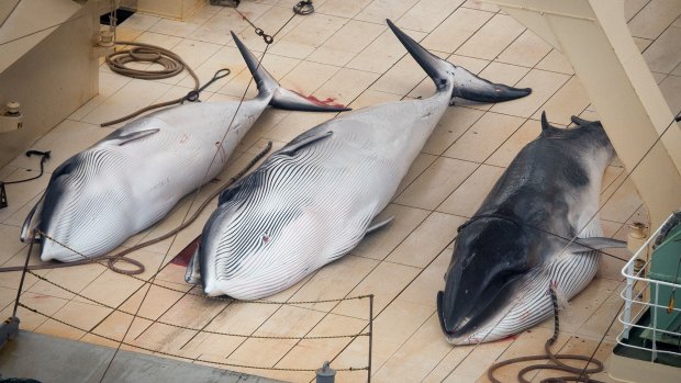 Three dead minke whales on the deck of Japanese whaling vessel Nisshin Maru in the Southern Ocean in January 2014.  