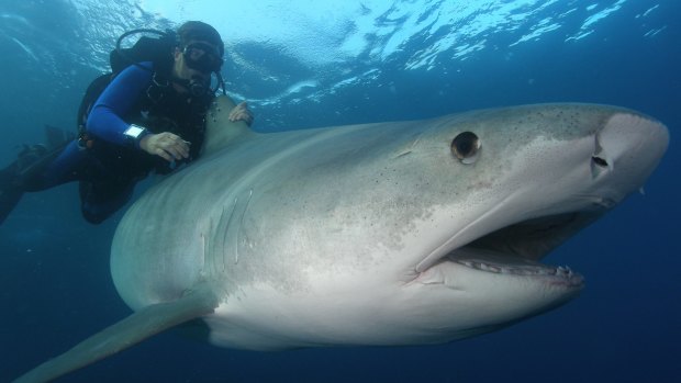 Researchers tagged about 10 sharks in the five year study.