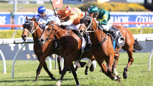 Obstacle: Malcolm Ayoub may be confident of Balmont Girl's chances but Moriarty (right) is among the hurdles she will have to overcome for group 1 success.