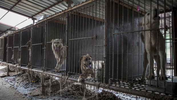 Raised for their meat for humans, dogs are kept inside cages at a dog farm in Wonju, South Korea.