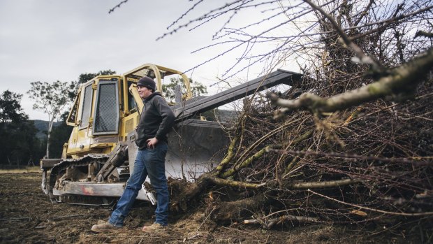 Bulldozer driver Tom O'Brien with some of the Wisbey's orchard peach trees already removed. 