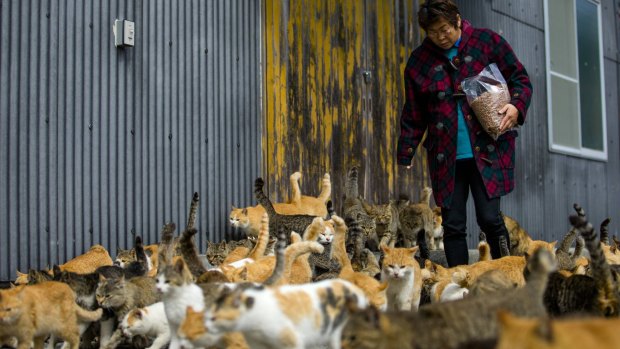 Feeding time: Cats crowd around a city official as she carries a bag of food to the designated feeding place.