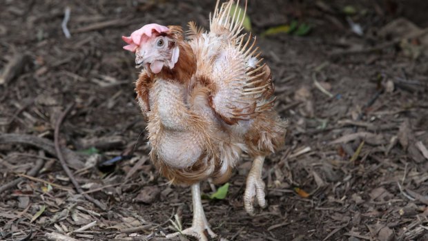 An injured hen walks around its rescuer's backyard.