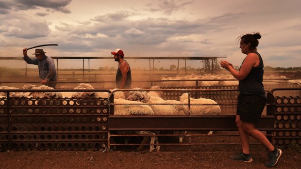 Shane Dolan 23 (centre) a graduate of the Merriman Shearing School, helps farmers round up sheep in the pens during crutching. 