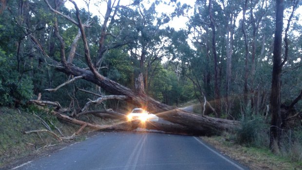 A giant tree down in Nar Nar Goon North after severe winds across Victoria on August 10.