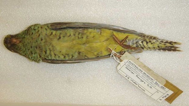 A night parrot from the collection of the Australian Museum in Sydney.
