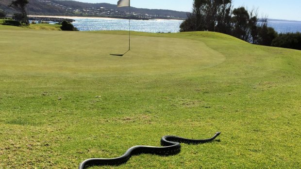 Beware pythons on the Narooma golf course.