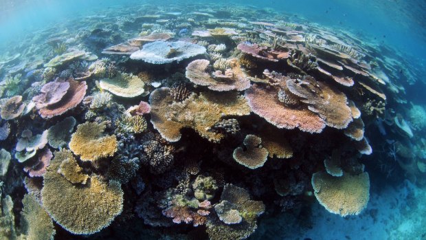 Coral crisis: the Great Barrier Reef needs us to speak up