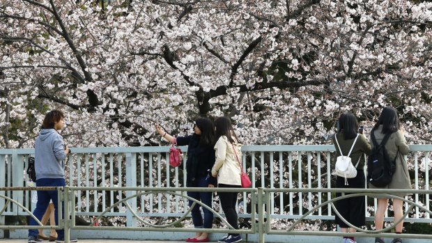 A woman takes a selfie in front of cherry blossoms in Asakusa, a popular tourist district, on Thursday.