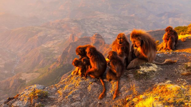 A Gelada baboon troop Simien Mountains.