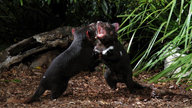 Feeding time for Tasmanian devils is an unmissable event.