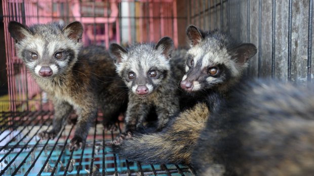 Civet cats for sale at a market in Bali at Pasar Satria. 