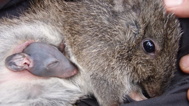 Early stages of funding would support protection of "Kangaroo rat" the Gilbert's Potoroo.