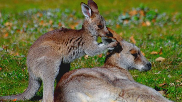 Environment Minister Simon Corbell has announced a fertility trial involving up to 200 kangaroos.