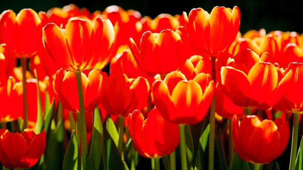 Tulips offer a splash of colour.