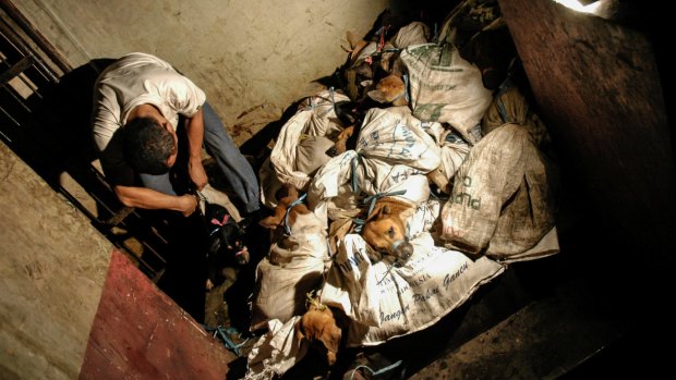 Dogs are transported in sacks with their mouths tied shut.