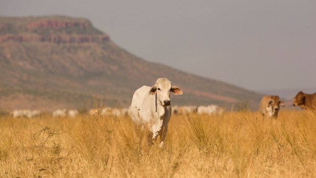 Australia's biggest cattle station is expected to be sold to Shanghai Pengxin Group.