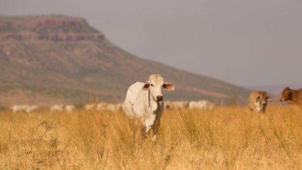 Australia's biggest cattle station is expected to be sold to Shanghai Pengxin Group.