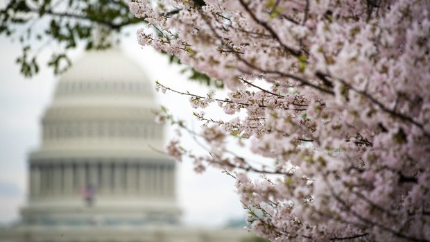 April is cherry blossom season in several parts of the world, including Washington DC.
