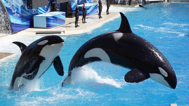 A pair of killer whales, or orcas, jump as they perform during a show at SeaWorld in San Diego.