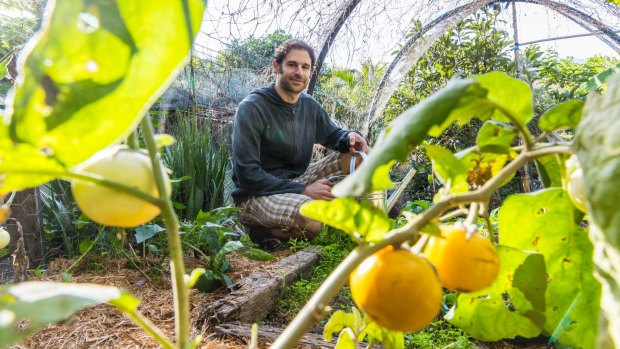 Joe Hallenstein has established a backyard urban vegie garden at his home in Highgate Hill.