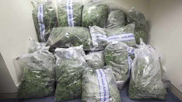 A cannabis crop seized from a Kaleen grow house.