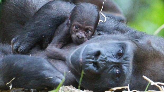 Gorilla Kimya with her four- day-old baby which zookeepers suspect could be a girl.
