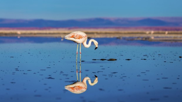 Wild flamingo in the Atacama Desert. 