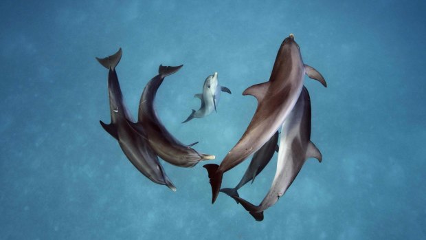 Spotted Dolphins in the waters around the Bahamas.