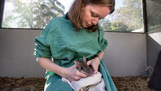 Dr Amy Coetsee with one of the Eastern Barred Bandicoots to be released on Churchill Island.