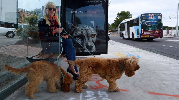 Anne Robinson wants the freedom to travel on public transport with her cocker spaniels Molly (left) and Daisy (right).