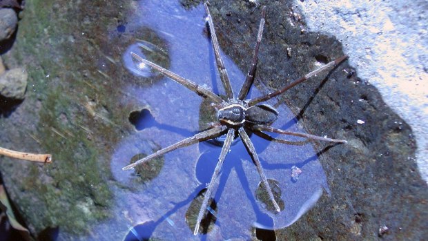 The wave spider can snack on toads.