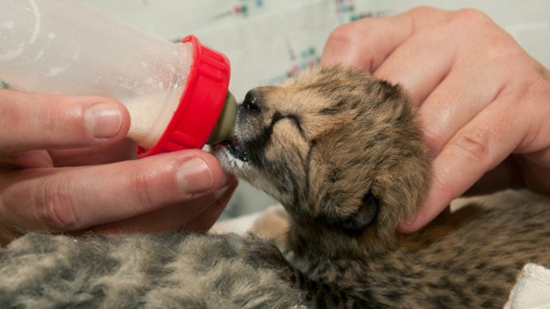 One of five cheetah cubs born after a rare C-section procedure at the Cincinnati Zoo.