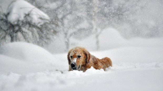 Sydney, a six-year-old Golden retriever, makes her way through 5 feet (152 centimetres) of snow on a driveway in Lakeview, Buffalo, New York. 
