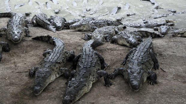 At least 7500 crocodiles have gone hungry for weeks. 