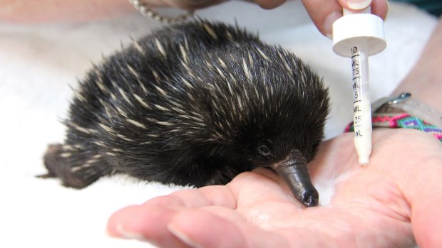 Feeding time: Bonsai, the baby echidna feeds from Annabelle Sehlmeier's hand, only stopping to blow milk bubbles out its nose.
