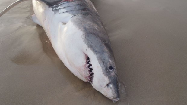 The death of the great white shark near Geraldton is being investigated by Fisheries.