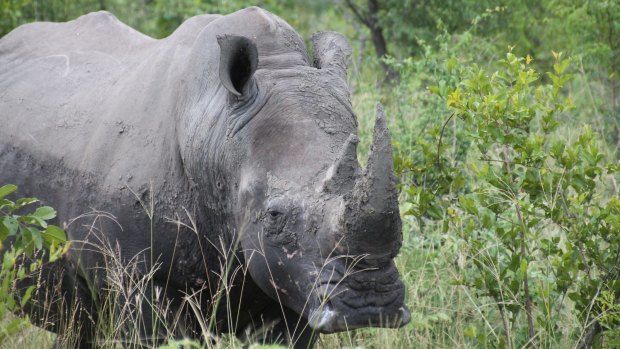 A rhino in Kruger National Park, South Africa.
