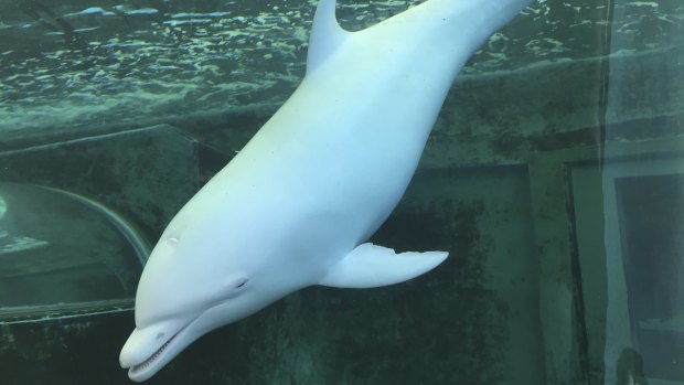 An albino dolphin swims in a tank at the Taiji Whale Museum.