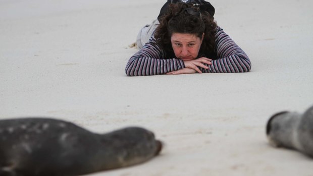 Meet wildlife in the Galapagos with Curious Traveller tours.