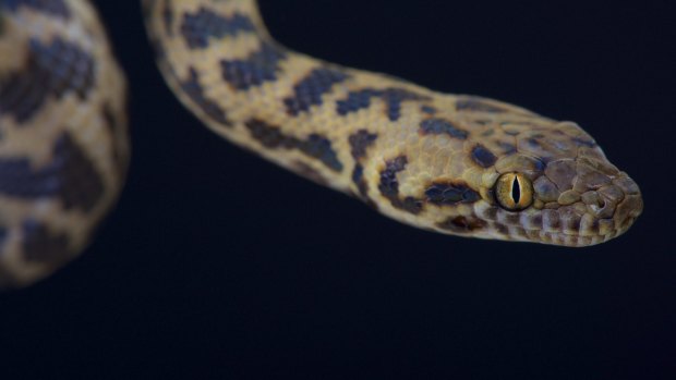 A spotted python.