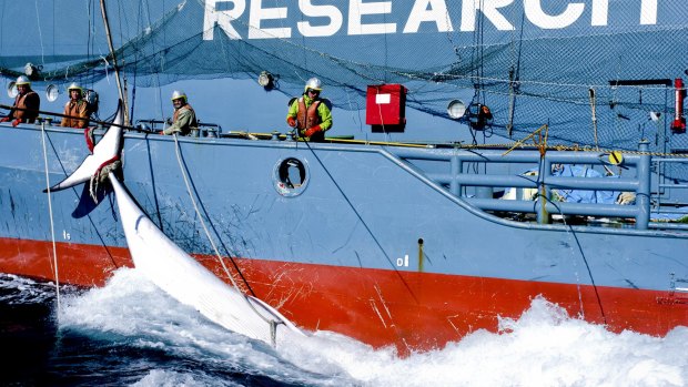 Japanese whaling harpoon ship offloads a minke whale onto the Japanese whaling factory ship the Nisshin Maru in the Southern Ocean in February 2013.