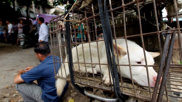 Dogs are transported from across China to Yulin, where they are slaughtered for the Dog Meat Festival.